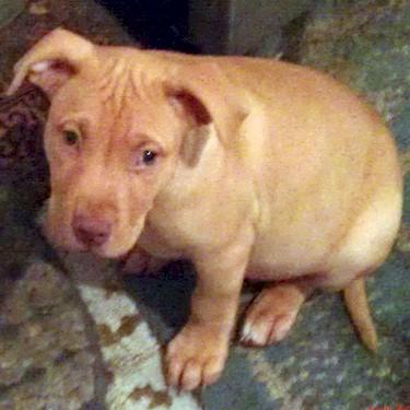 Brights Southern Bell Pit Bull.jpg